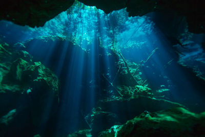 View of coral swimming in sea