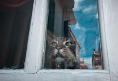 Portrait of a cat looking through window