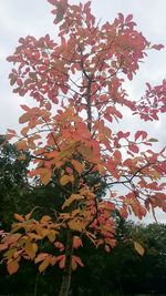 Low angle view of leaves on tree