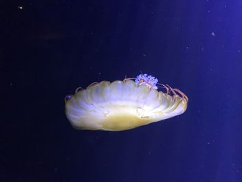 Close-up of jellyfish swimming in sea