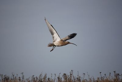 Low angle view of eagle flying against clear sky