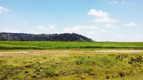 Scenic view of field against sky