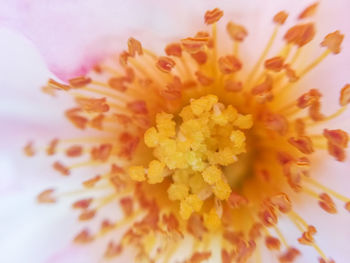 Close-up of yellow flower pollen