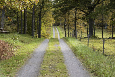 Road amidst trees in forest