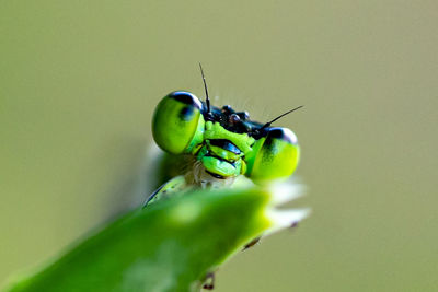 Close-up of insect on leaf