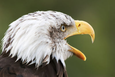 Close-up of angry eagle