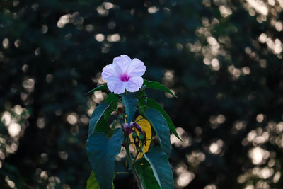 Close-up of purple flowering plant