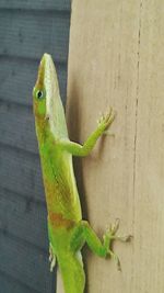 Close-up of green perching on leaf