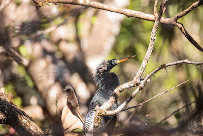 Close-up of a bird perching on branch