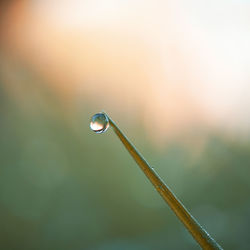 Close-up of water drop on blade of plant