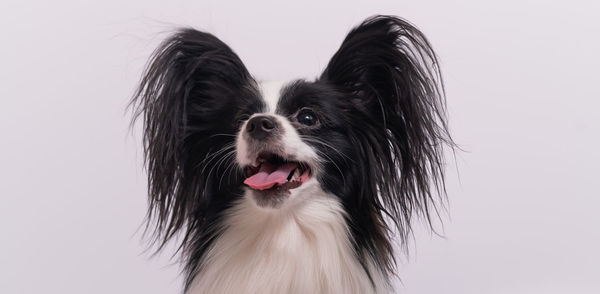 Close-up of dog looking away against white background