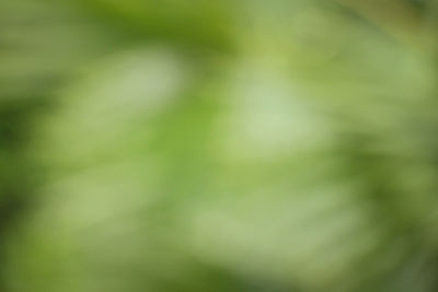 Defocused image of tree