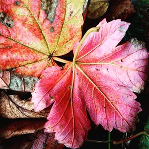 Close-up of maple leaves on plant