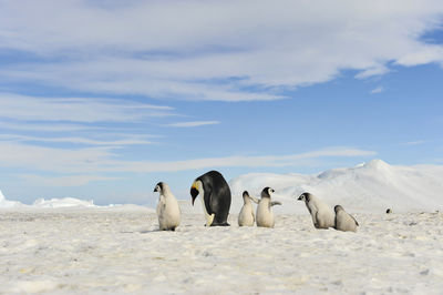 View of an animal on snow covered land