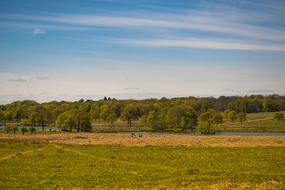 Trees on grassy field