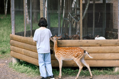 A girl feeding cute spotted deer bambi at petting zoo. baby fawn deer playing with people 