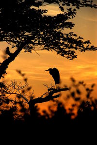 Silhouette bird perching on a tree