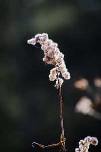 Close-up of frozen plant