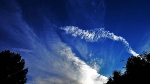 Low angle view of trees against blue sky