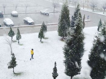 High angle view of snow covered plants