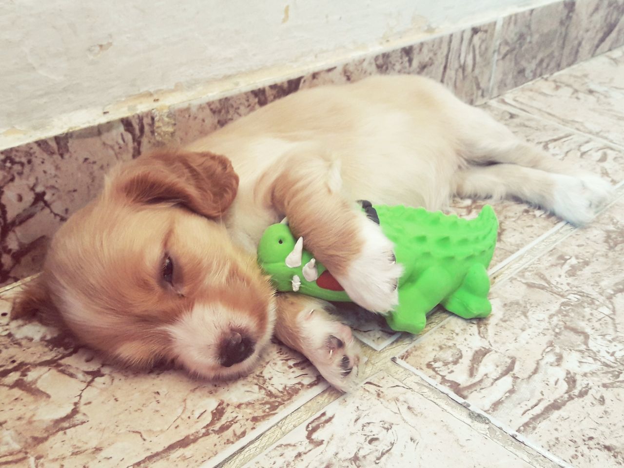 CLOSE-UP OF PUPPY LYING ON CARPET