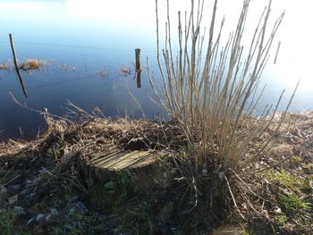 Close-up of grass by lake against sky