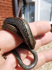 Cropped hand holding small snake