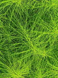 Full frame shot of green plant on land