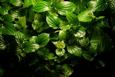 Full frame shot of fresh green leaves