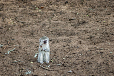 High angle view of a monkey on field