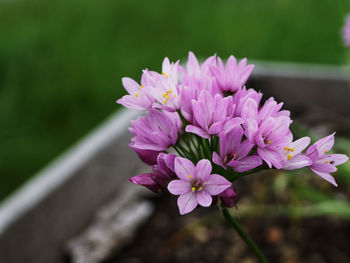 Close-up of pink flowers blooming outdoors