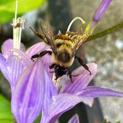 Close-up of bee pollinating on purple flower
