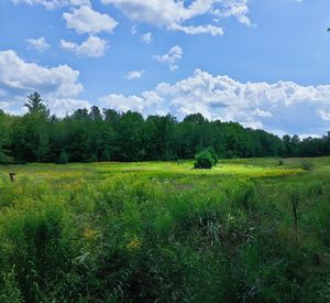 Scenic view of field against sky