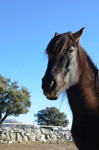 View of a horse against clear blue sky