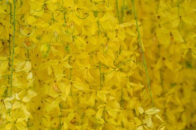 Full frame shot of yellow flowering plant