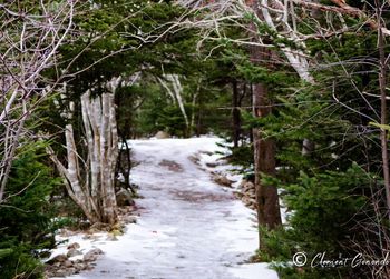 Scenic view of forest