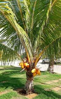 Palm tree on field