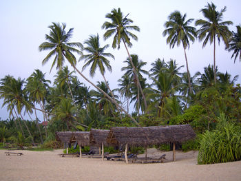 Palm trees on beach against clear sky