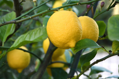 Close-up of fruit growing on tree