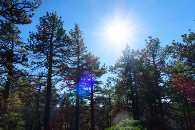 Sun shining through trees