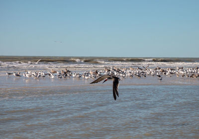 Flying black skimmer terns rynchops niger over the water of clam pass in naples, florida.