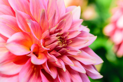 Close-up of pink dahlia