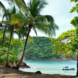 Palm trees on beach