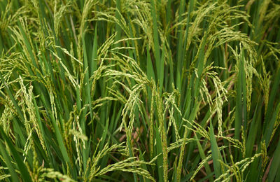 Full frame shot of crops growing on field
