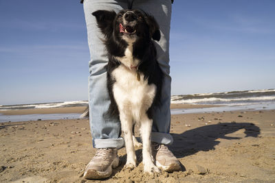 Young woman with dog standing at beach on sunny day