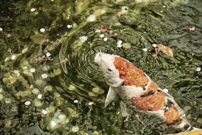 High angle view of koi carp swimming in pond