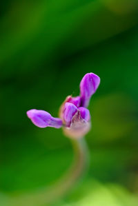 Close-up of pink flowering plant