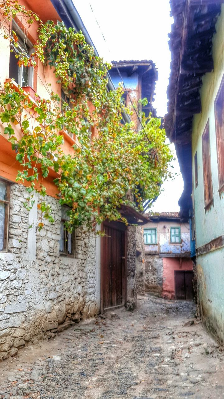 architecture, built structure, building exterior, house, residential building, residential structure, plant, the way forward, potted plant, window, growth, building, wall, narrow, alley, no people, wall - building feature, day, brick wall, outdoors