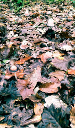 High angle view of maple leaves on road