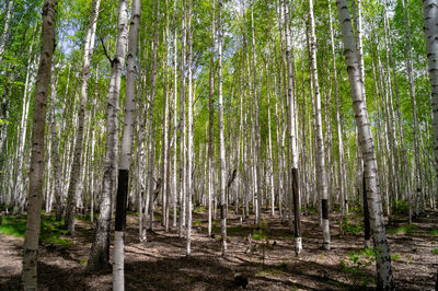 View of trees in forest